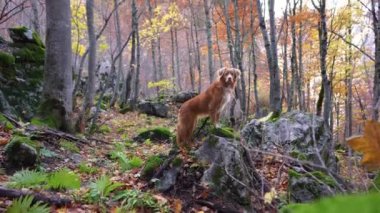 Nova Scotia Duck Tolling Retriever bir orman yürüyüşünde. Özenli köpek, sonbahar yapraklarıyla çevrili yosunlu taşın üzerinde duruyor.