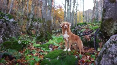 Nova Scotia Duck Tolling Retriever bir orman yürüyüşünde. Özenli köpek, sonbahar yapraklarıyla çevrili yosunlu taşın üzerinde duruyor.