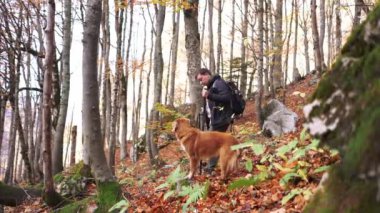 Yürüyüş yapan biri, sonbahar paletine, Nova Scotia Duck Tolling köpek yoldaşına hayran olmak için durur.