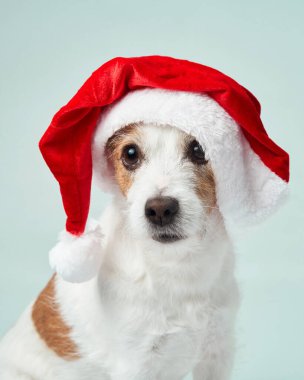 Jack Russell Terrier köpeği Noel Baba şapkası takıyor ve masum bakışlarıyla bayram neşesi getiriyor.