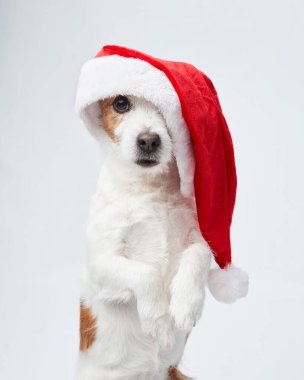 Kutlama Jack Russell Terrier, Noel Baba şapkası giyiyor. Köpek tatil sezonu için hazır.