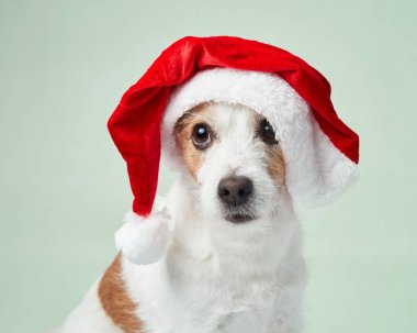 Jack Russell Terrier köpeği Noel Baba şapkası takıyor ve masum bakışlarıyla bayram neşesi getiriyor.