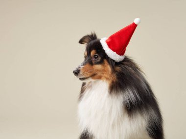 Noel Baba şapkalı Sheltie, profil stüdyo fotoğrafı. Bir Shetland çoban köpeği Noel ruhunu somutlaştıran şenlikli bir şapka takar..