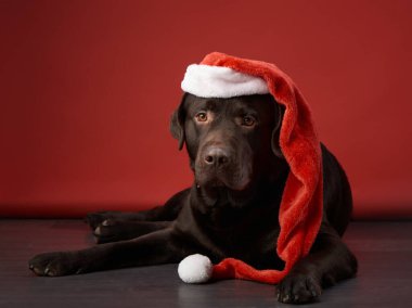 Noel Baba şapkalı özenli bir çikolata labrador av köpeği bayram neşesi için hazır.