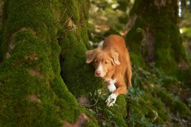 Ormandaki köpek, tedbirli bir Nova Scotia Ördeği Tolling yosunlu araziden çıkıyor. Merakın ve doğanın vücut bulmuş hali.. 