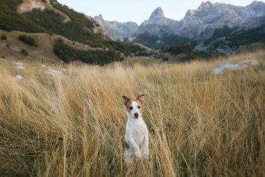 Jack Russell Terrier bir dağ tarlasında tetikte bekliyor. Uzun otlarla çevrili köpek maceraya hazır görünüyor.