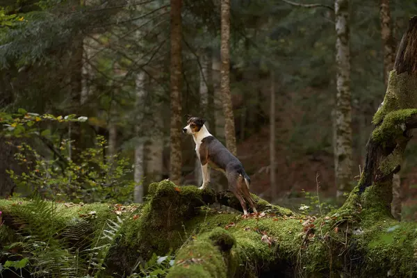 Alert Dog in Forest, A vigilant mixbreed stands in the woods, surveying its surroundings with keen interest. The setting exudes a tranquil, adventurous spirit amidst the forests serenity.