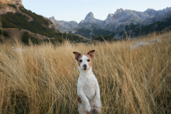 Jack Russell Terrier stands alert in a mountain field. Surrounded by tall grass, the dog looks ready for adventure