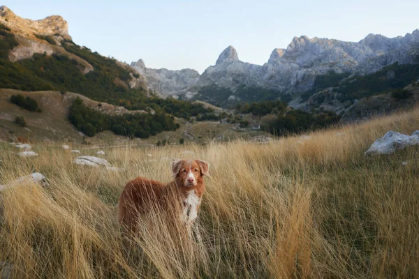 Nova Scotia Duck Tolling Retriever stands in a mountain meadow. The dog trip spirit is as vast as the open landscape