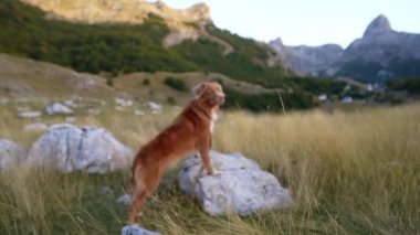 Nova Scotia Duck Tolling Retriever vahşi doğada duruyor, macera somutlaşmış. Köpek dağlık araziyi inceliyor, keşif ruhunu somutlaştırıyor.