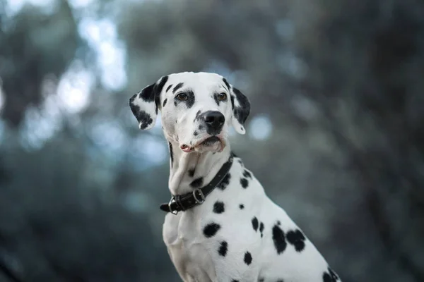 Dalmaçyalı Düşünceli Bir Bakışla Benekli Köpek Tetikte Meraklı Bir Şekilde Stok Resim