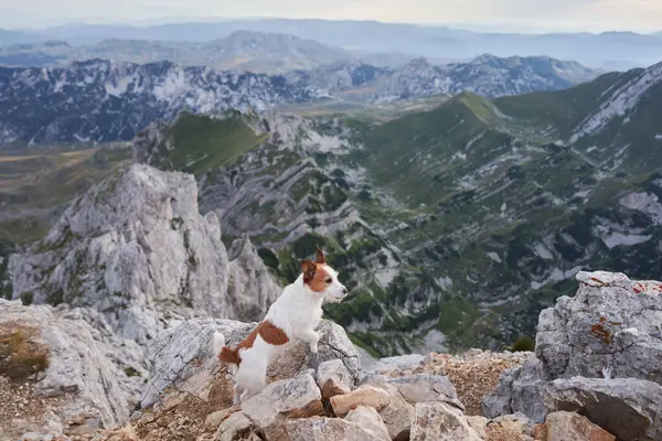 Jack Russell Terrier stands atop a craggy summit, adventure beckons. Overlooking vast mountainous terrain, the dog embodies the spirit of exploration