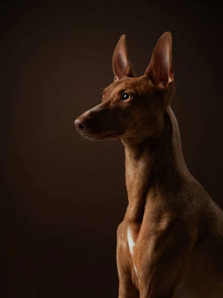 A poised Pharaoh Hound profile captured in a studio setting, dog keen gaze and elegant stance highlighted against a dark backdrop