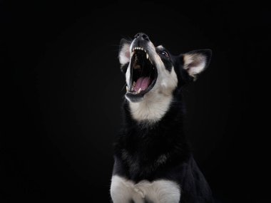 Vokal köpek güçlü bir uluma yansıtıyor. Profilde siyah bir stüdyonun arka planına karşı çekiliyor.