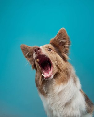 Border Collie stüdyoda ödül alıyor. Gözler ödülde. Hevesli ve tetikte, bu köpek bir deniz mavisi arkaplanıyla yakalanıyor.