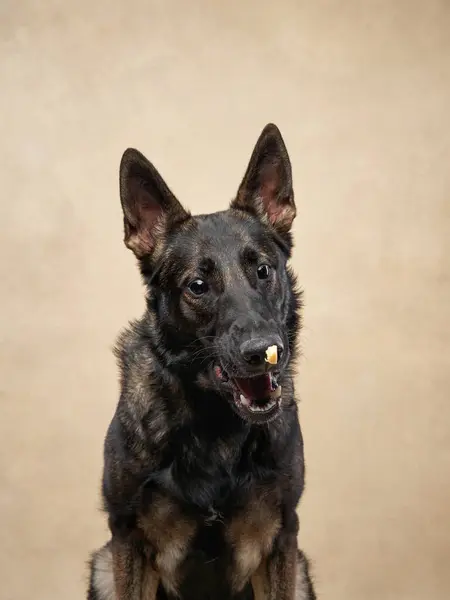 German Shepherd dog with a treat on nose, studio shot of patience and training. The focused expression and poised stance showcase discipline