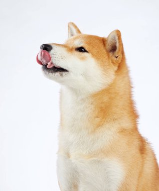 Shiba Inu dili, stüdyo çekimi. Bu sevimli köpekler şakacı yalama ve parlak gözler büyüleyici bir şekilde yakalanır.