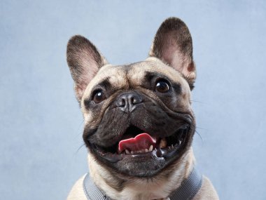 Neşeli bakışlı Fransız Bulldog, stüdyo portresi saf neşe veriyor. Bej rengi ceketi ve ışıl ışıl gözleri çok hoş bir kişilik yayıyor.