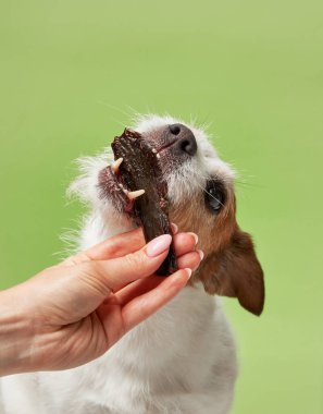 İstekli bir Jack Russell Terrier köpeği, zevkten dört köşe olmuş bir pastayı kapar. Bir insan eli lezzetli bir ödül sunar, umut verici bir tatmin.