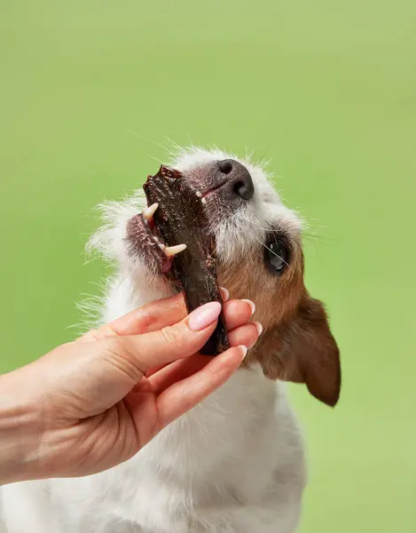 Eager Jack Russell Terrier Dog Snatches Jerky Treat Eyes Fixed Royalty Free Stock Images