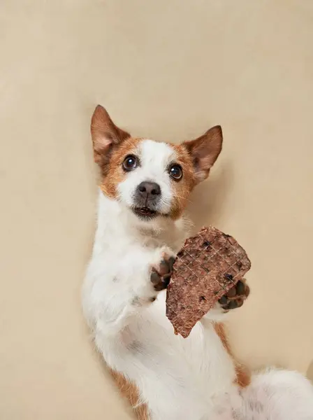 Chien Envers Jack Russell Terrier Regarde Régal Moment Ludique Indulgence Photo De Stock