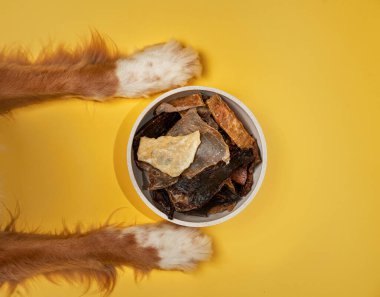 Pençeler bir kase köpek maması çerçeveletip sabırlı bir beklenti anını yakalıyor. Görüntünün basitliği, evcil bir hayvanın heyecanını dizginler.