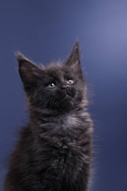 Siyah bir Maine Rakunu kedi yavrusu mavi bir fon karşısında dikiliyor. sttudio içinde kedi