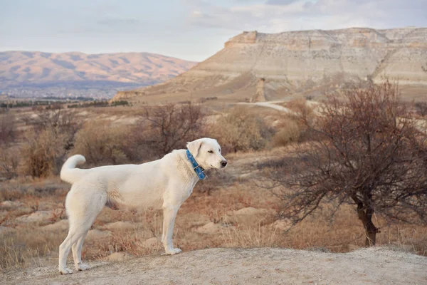 Alert dog in Cappadocia surveys the terrain, a moment of calm adventure