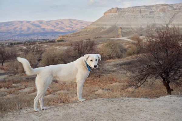 Alert dog in Cappadocia surveys the terrain, a moment of calm adventure