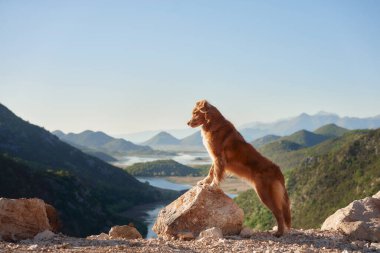 Nova Scotia Retriever köpeği bir nehir vadisine bakıyor, sakin bir doğa sahnesi. Hayvanla seyahat et.