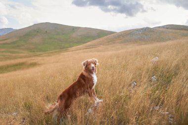Bir Duck Tolling Retriever köpeği güneşli bir çayırda duruyor, macera çağrıları. Görkemli dağlar ve alacakaranlık renkleri bu hevesli kaşif