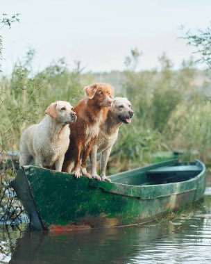 Labrador ve Nova Scotia Duck Tolling Retriever bir nehir yolculuğuna çıkıyorlar. Gölde üç köpek. 