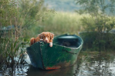 Bir Nova Scotia Duck Tolling Retriever kanoda suları gözlüyor. Köpek özgüvenli ve dikkatli, köpek nehir maceralarının özünü somutlaştırıyor.