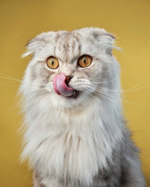 Meraklı bir İskoç kedisi, uzun bıyıklarını ve lüks beyaz kürkünü sarı bir zemine dayayarak burnunu yalıyor. Samimi an, kedilerin neşeli cazibesini yakalar..