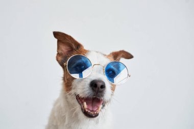 Jack Russell Terrier mavi güneş gözlüğü takıyor. Köpeğin neşeli ifadesi tuhaf aksesuarların arasından parlıyor.