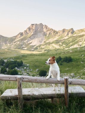 Bir Jack Russell Terrier çitin yanında duruyor, dağlar görkemli bir oyun alanı. Dengeli ve tetikte, köpek uçsuz bucaksız bir arazide küçük bir maceraperest.