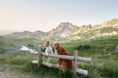 İki köpek, bir Nova Scotia Retriever ve bir Jack Russell Terrier, arkası dağlarla çevrili bir çite yaslanırlar, macera ve arkadaşlığı somutlaştırırlar. 