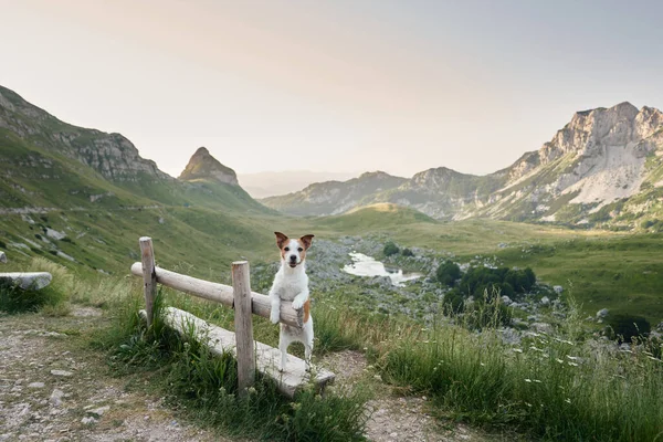 A Jack Russell Terrier stands by a fence, the mountains a majestic playground. Poised and alert, the dog is a tiny adventurer in a vast landscape