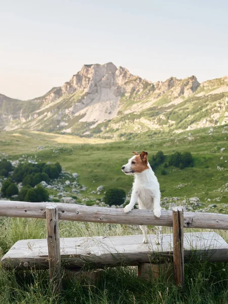 A Jack Russell Terrier stands by a fence, the mountains a majestic playground. Poised and alert, the dog is a tiny adventurer in a vast landscape