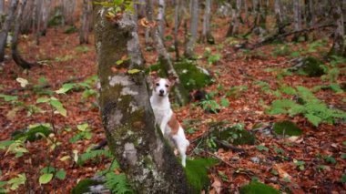 Bir Jack Russell Terrier, sakin sahneyi zenginleştiren canlı yapraklarla, güz ormanlarının ortasına dikkatle tünedi.