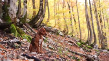 Dalgın bir köpek, yapraklarla kaplı bir orman patikasının ortasında oturur. Sonbahar ağaçları, dingin bir arka plan oluşturur.