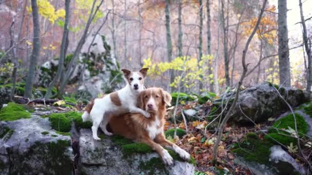 Nova Scotia Duck Tolling Retriever Jack Russell Terrier Perros Disfrutan — Vídeos de Stock