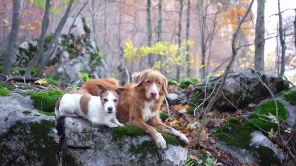 新斯科舍省的一只鸭子托林猎犬和一只杰克罗素特里耶猎犬在岩石般的露头上休息 秋天的美丽的森林环绕着它们 — 图库视频影像