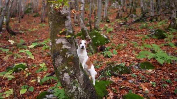 Jack Russell Terrier Pousa Atentamente Meio Cenário Floresta Queda Folhas — Vídeo de Stock