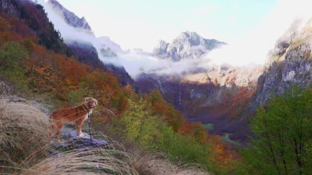 ノバスコシアダックトローリングレトリーバー犬は 霧の秋の山の静かな美しさに囲まれた岩の道に注意深く立っています — ストック動画