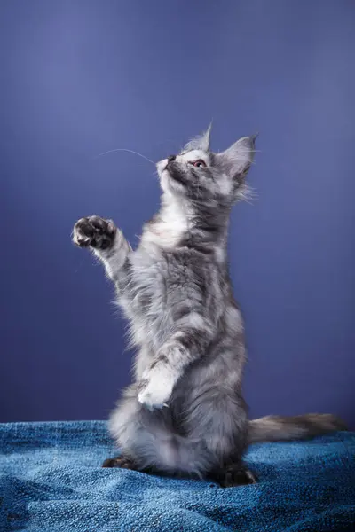 An animated Maine Coon kitten playfully reaches up, eyes fixed on an unseen object, against a deep blue backdrop.