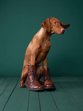 Köpek kaprisli stüdyo tasviri. Vizsla kahverengi çizmelerle dimdik ayakta duruyor, ilginç ve büyüleyici bir karakteri somutlaştırıyor.
