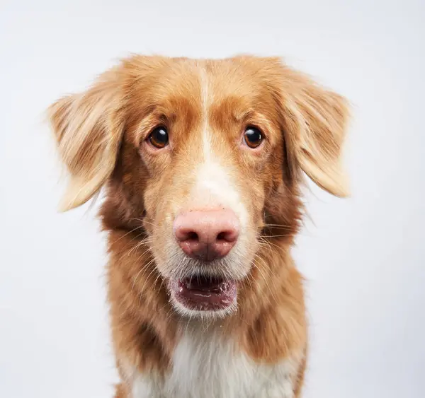 stock image Close-up of a Nova Scotia Duck Tolling Retriever, a study in studio simplicity and canine charm. This dog portrait showcases the breeds distinctive features and friendly demeanor.