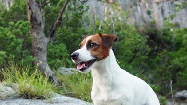 Jack Russell Terrier Chien Dresse Sur Chemin Rocheux Vue Sur — Video