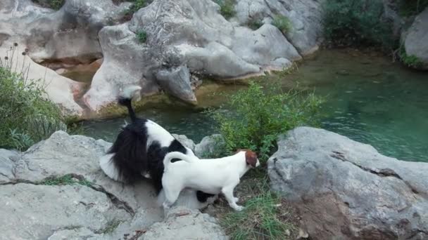 Americano Cocker Spaniel Jack Russell Terrier Param Sua Peça Lado — Vídeo de Stock
